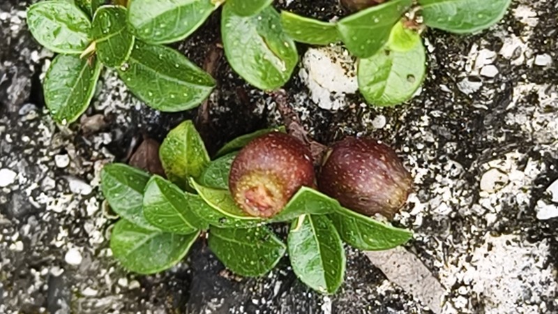 Ficus vaccinioides photo 8