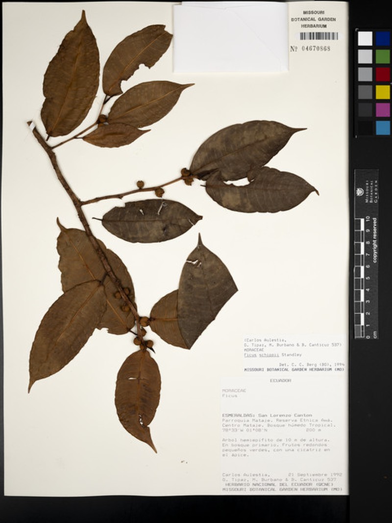 Ficus valaria