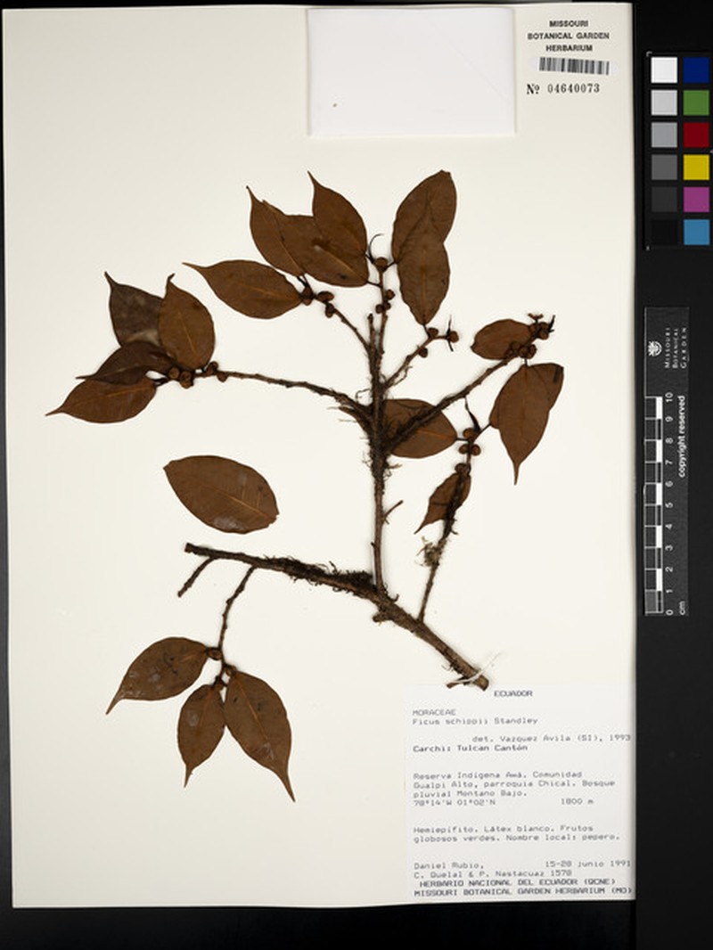 Ficus valaria photo 2