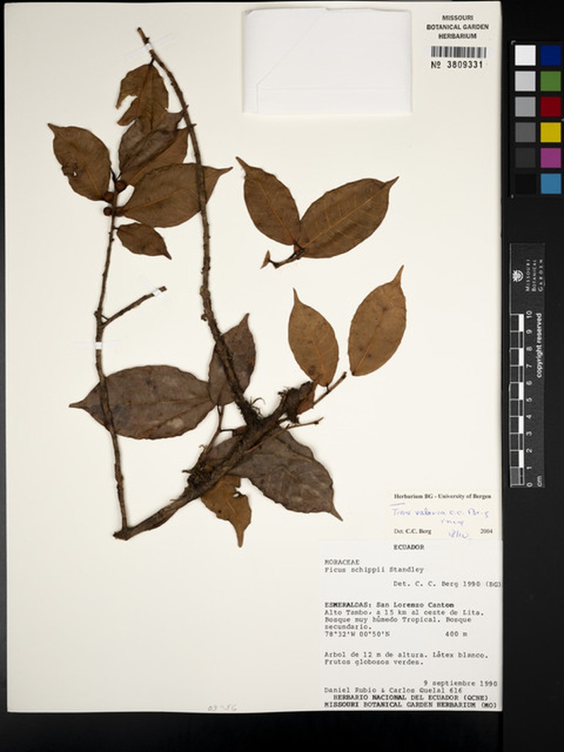 Ficus valaria photo 3