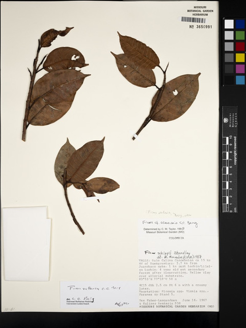 Ficus valaria photo 4