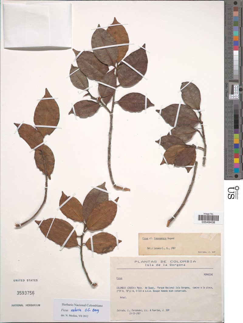 Ficus valaria photo 5
