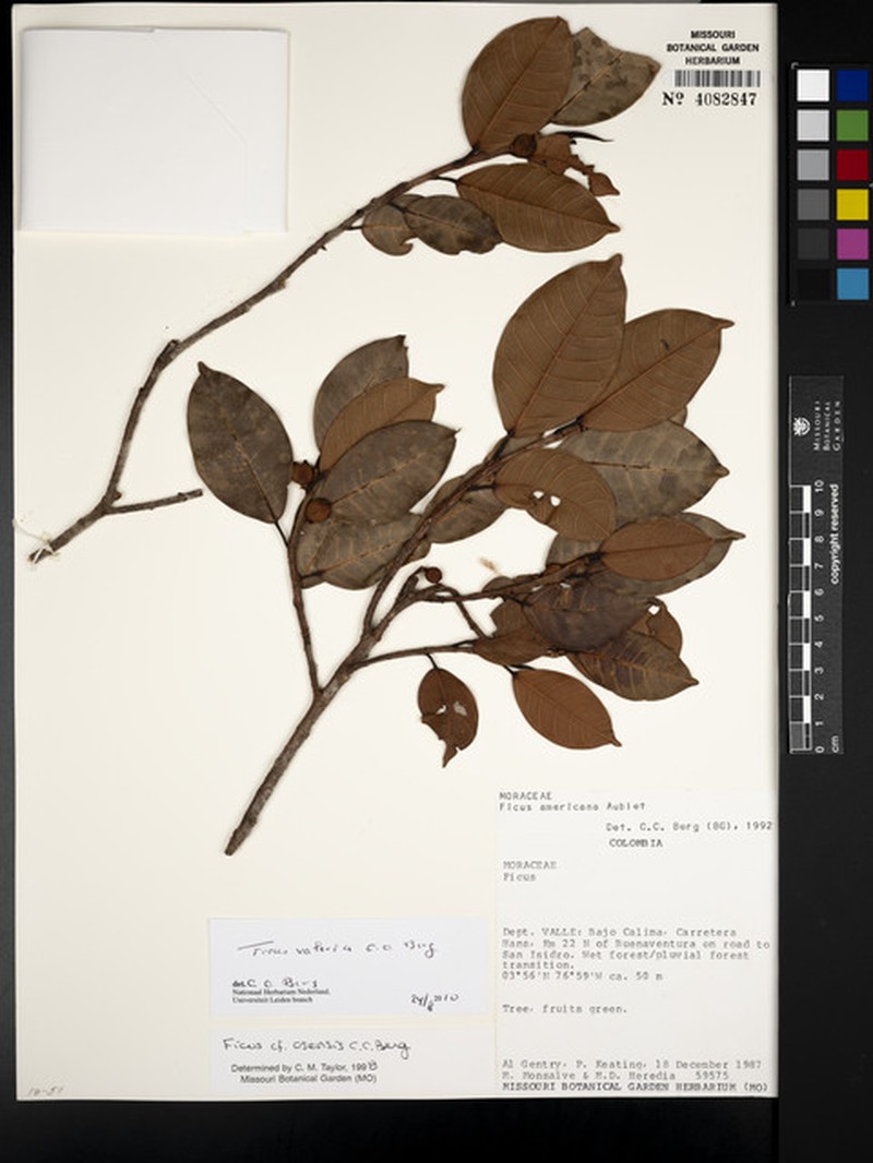 Ficus valaria photo 6