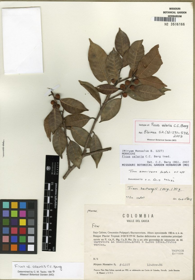 Ficus valaria photo 7