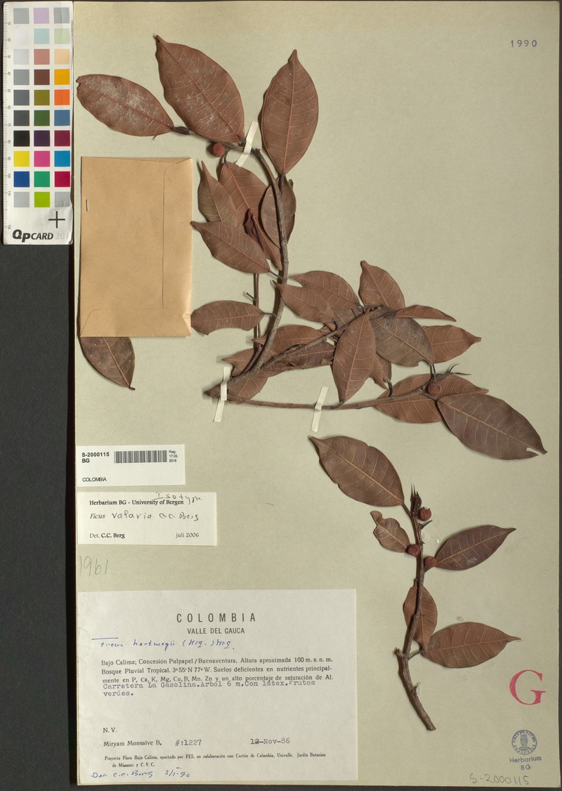 Ficus valaria photo 8