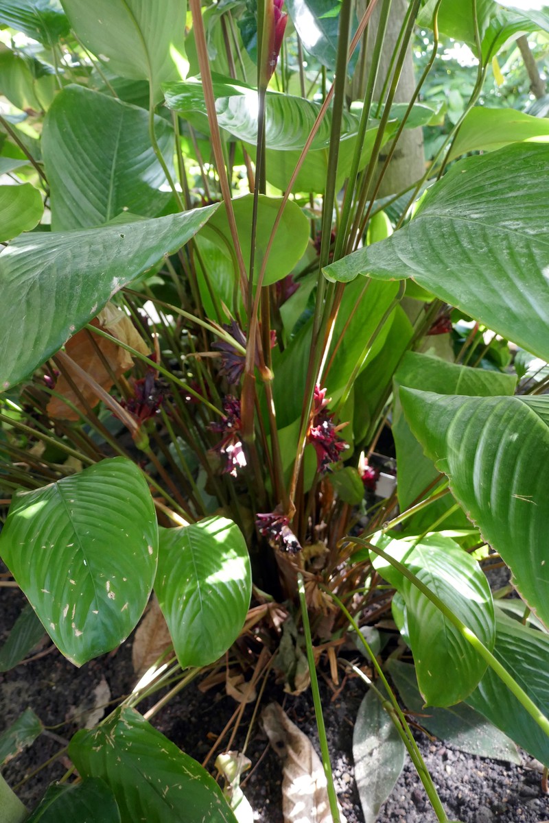 Ficus vallis-choudae