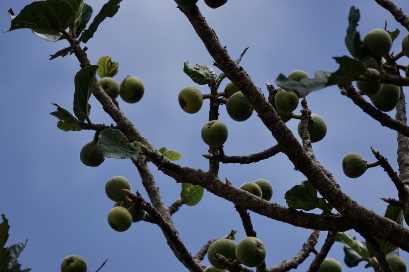 Ficus vallis-choudae photo 2