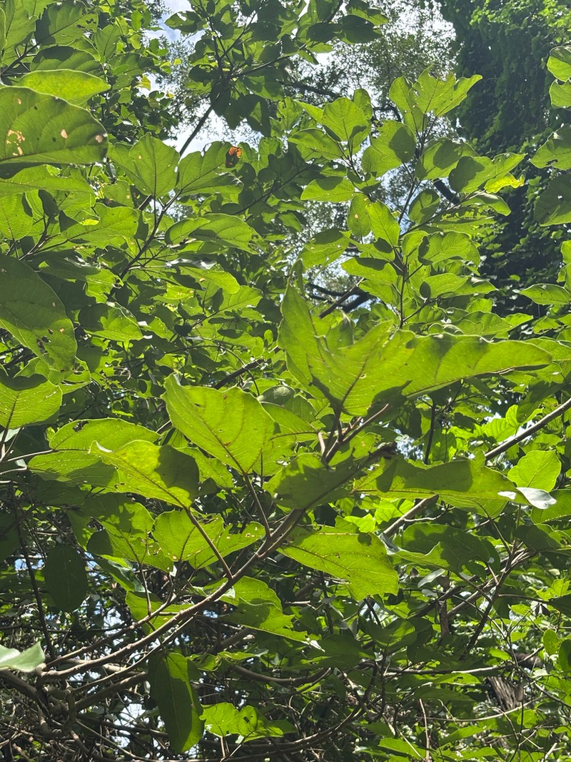 Ficus vallis-choudae photo 3