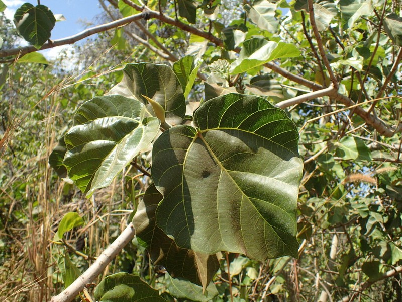 Ficus vallis-choudae photo 4