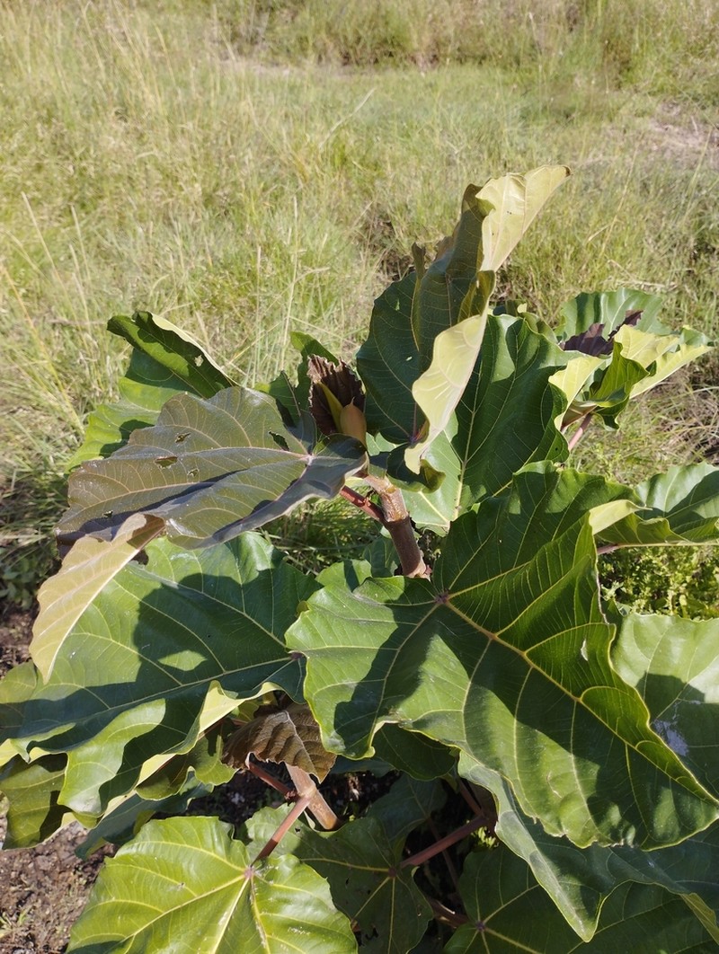 Ficus vallis-choudae photo 5