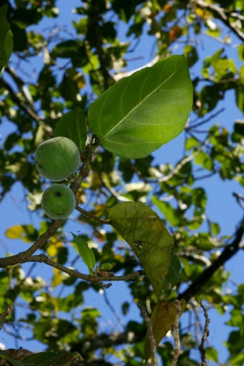 Ficus vallis-choudae photo 6