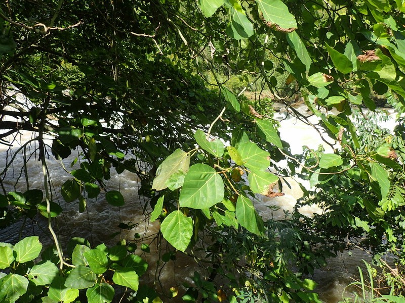 Ficus vallis-choudae photo 7