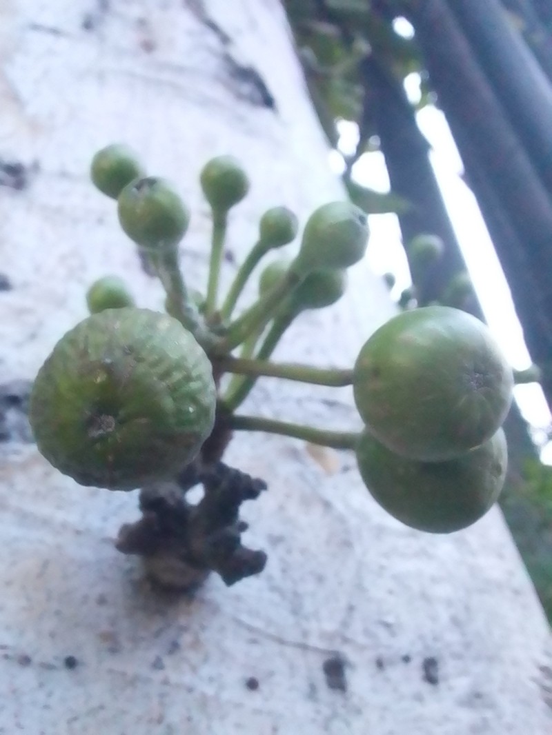 Ficus variegata photo 2