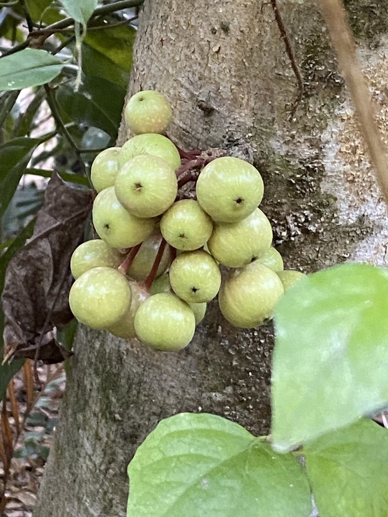 Ficus variegata photo 4