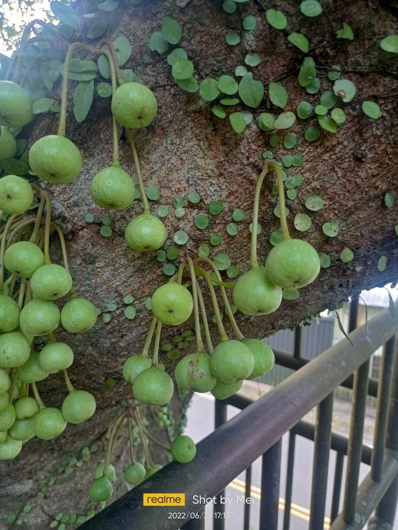 Ficus variegata photo 6