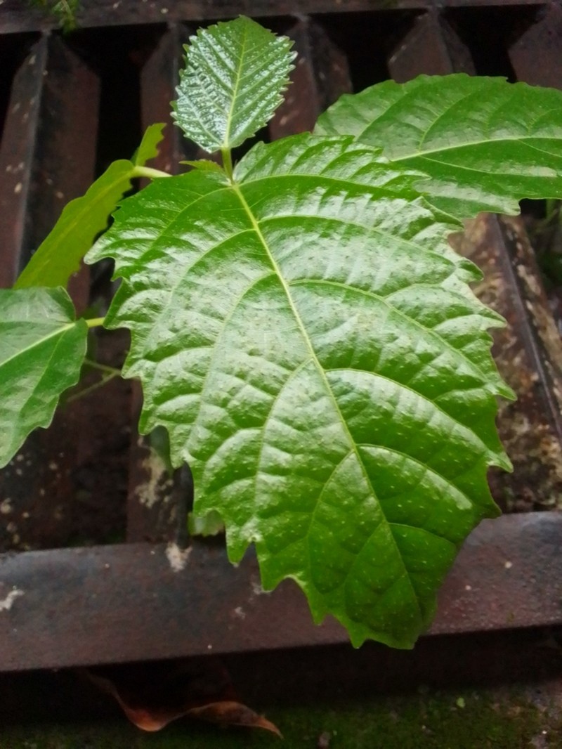 Ficus variegata photo 7