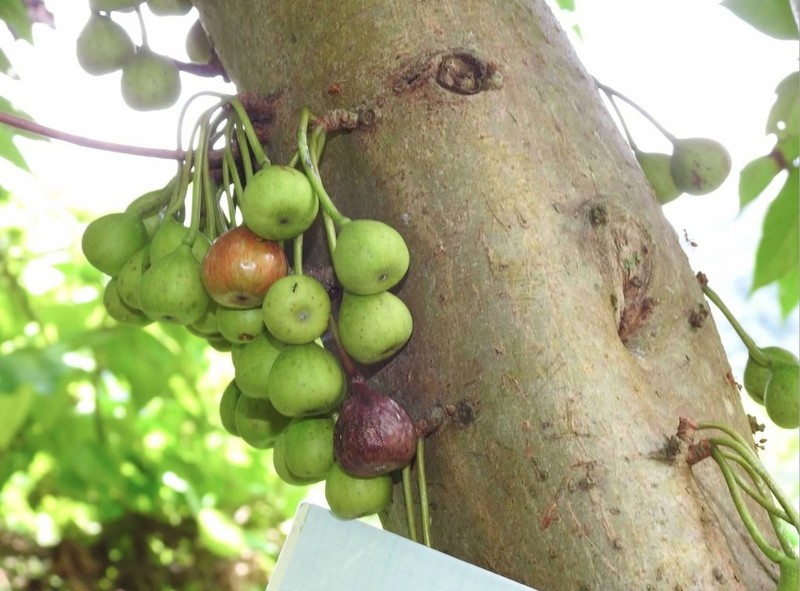 Ficus variegata photo 8