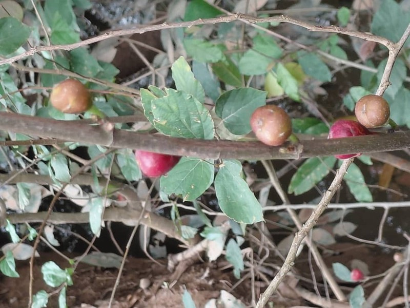 Ficus variifolia photo 2