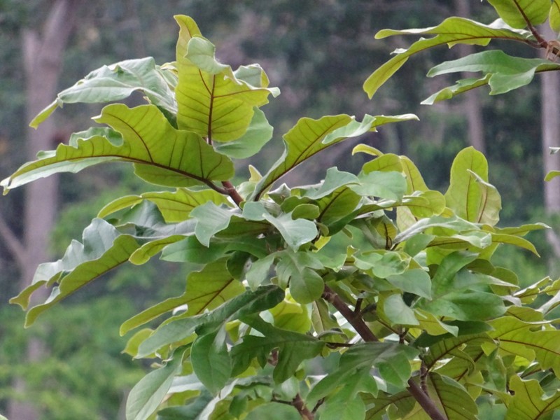Ficus variifolia photo 3