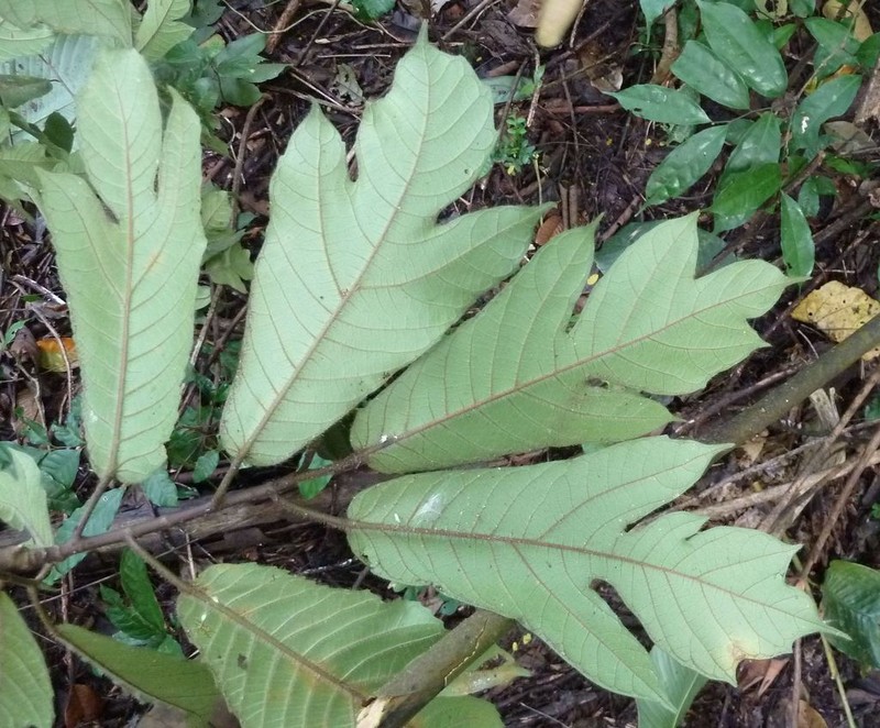 Ficus variifolia photo 4