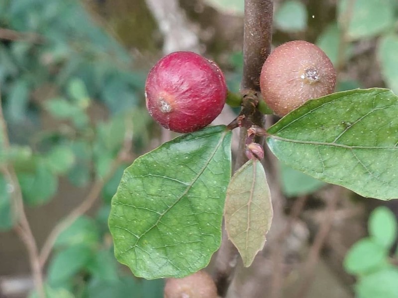 Ficus variifolia photo 5