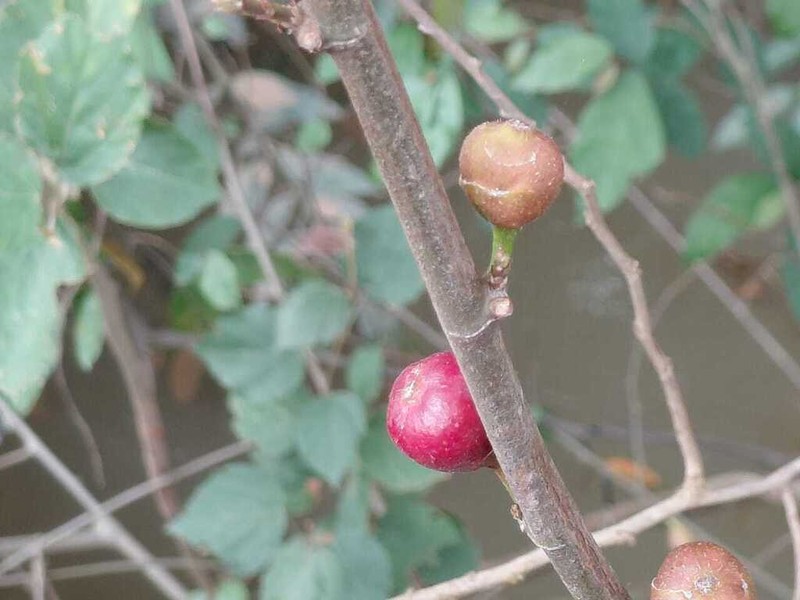 Ficus variifolia photo 6