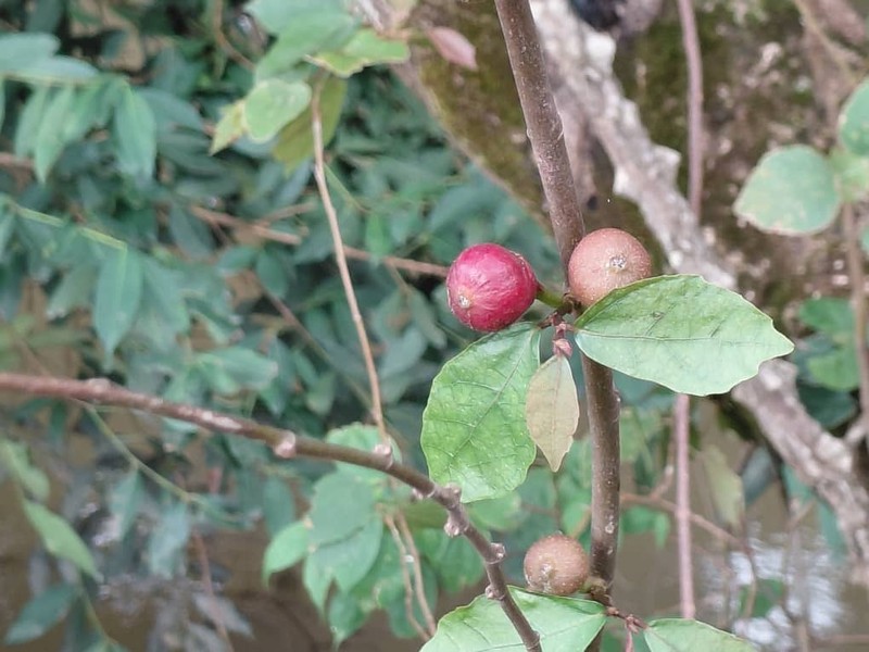Ficus variifolia photo 7