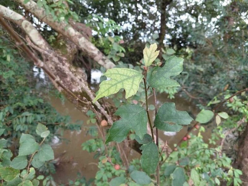Ficus variifolia photo 8