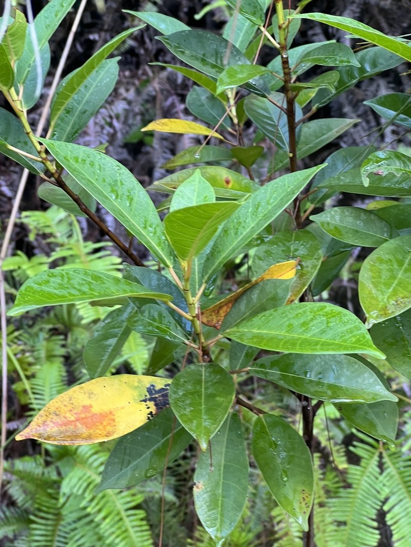 Ficus variolosa