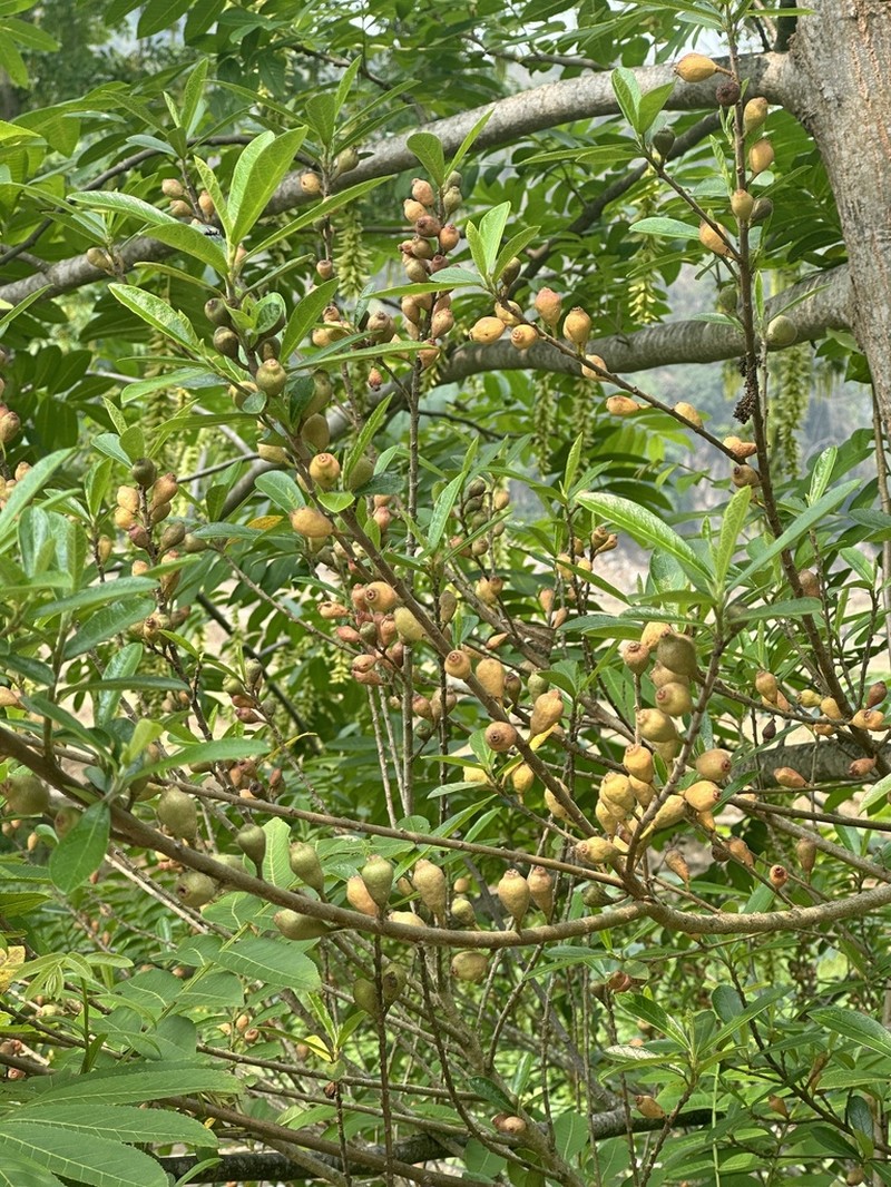 Ficus variolosa photo 2