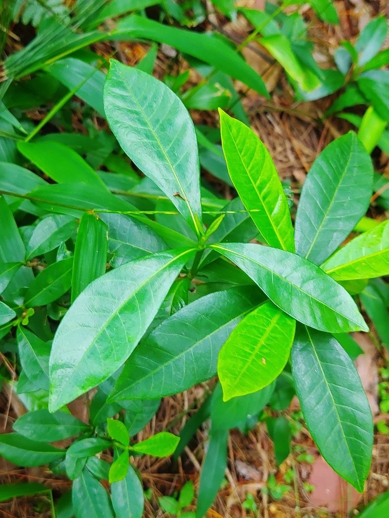 Ficus variolosa photo 5