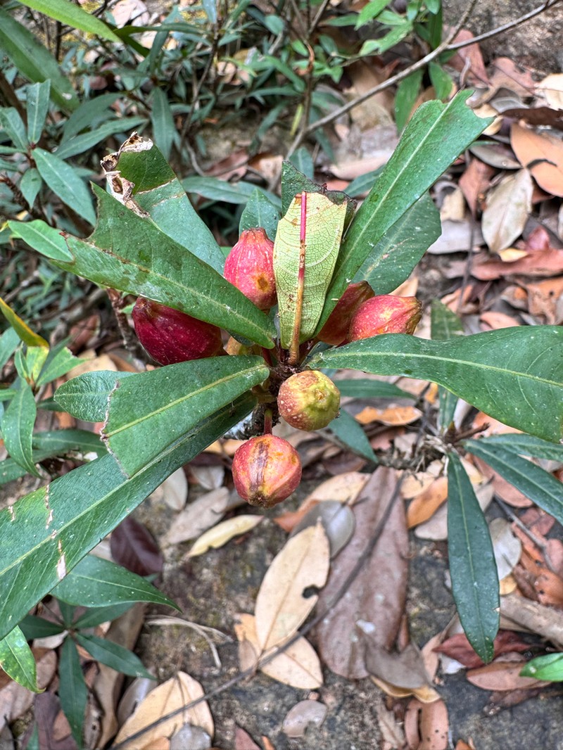 Ficus variolosa photo 6