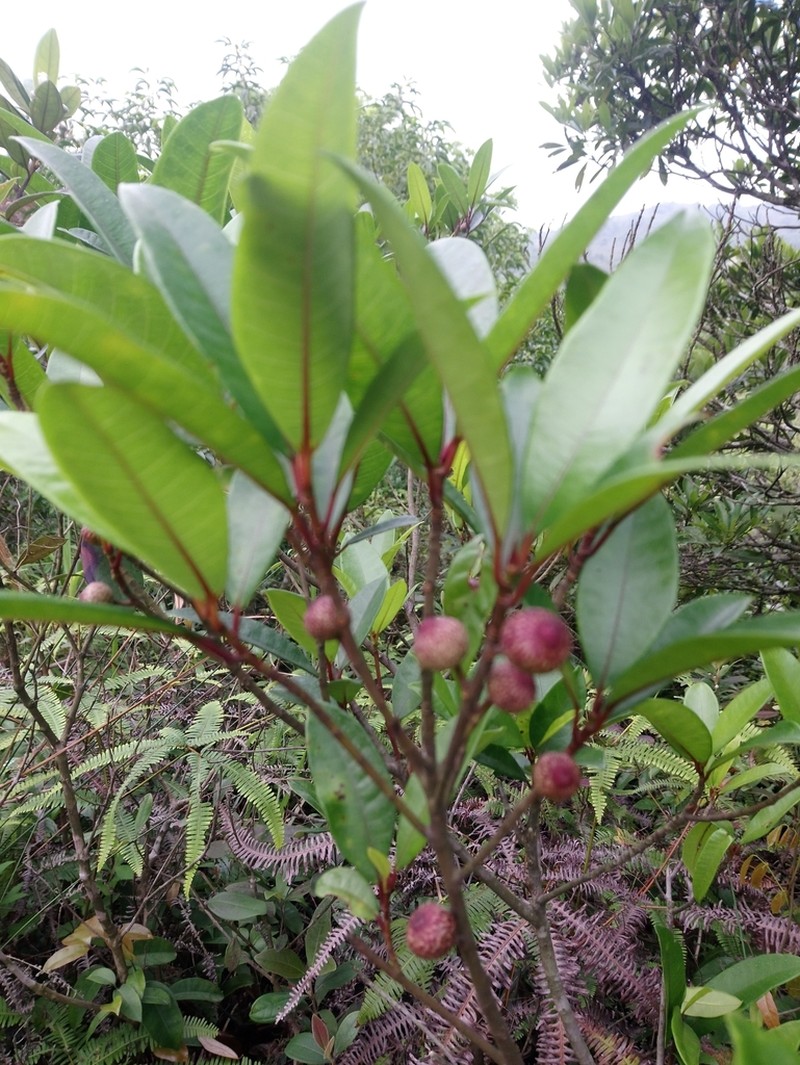Ficus variolosa photo 7