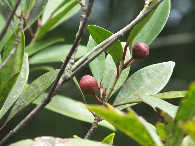 Ficus variolosa photo 8