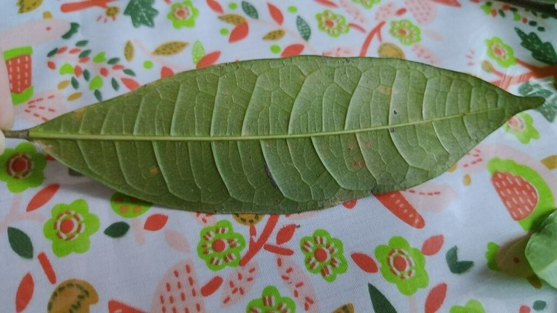 Ficus vasculosa