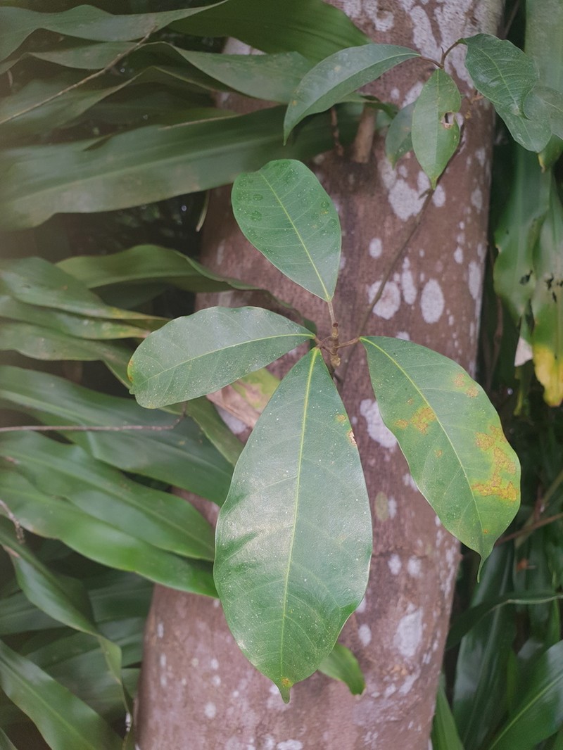 Ficus vasculosa photo 2