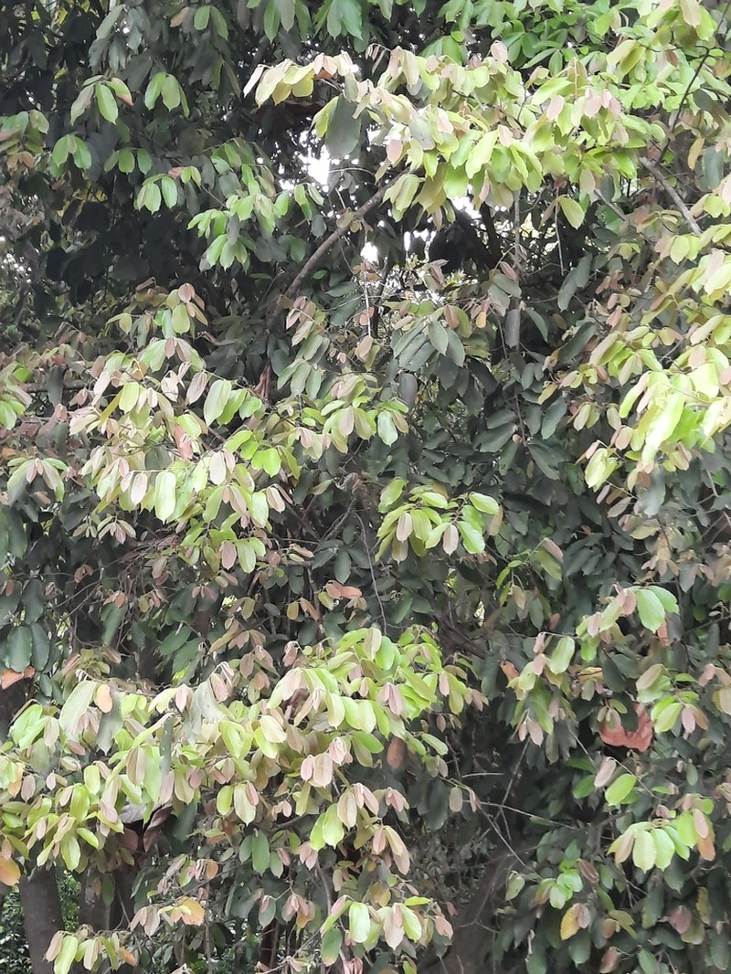 Ficus vasculosa photo 3