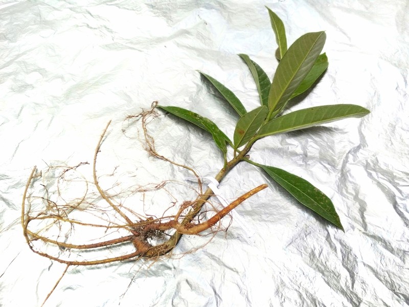 Ficus vasculosa photo 4