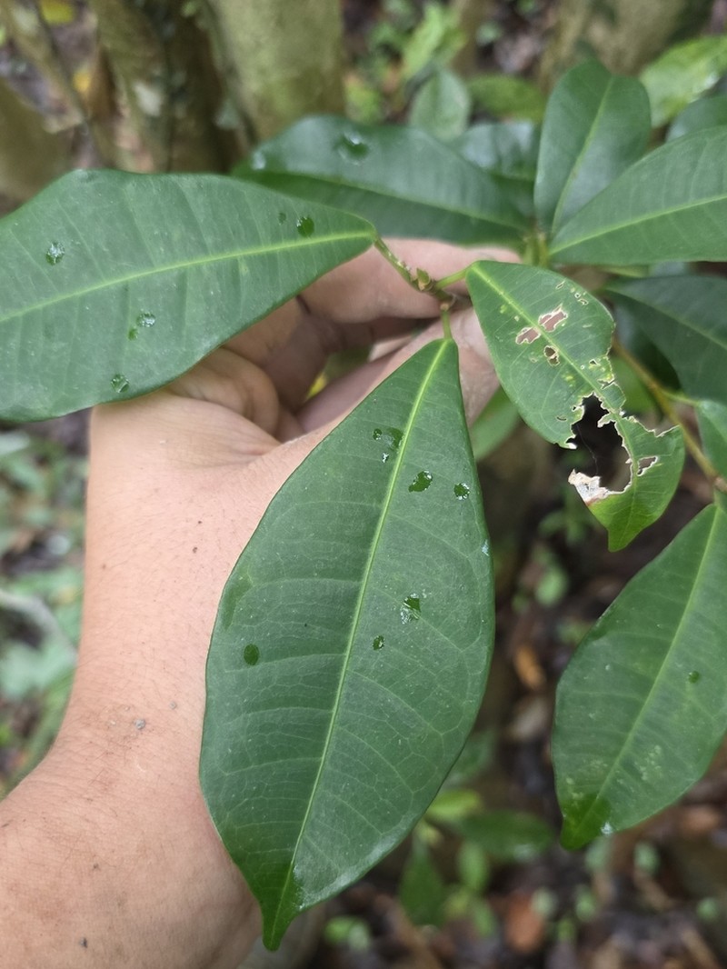 Ficus vasculosa photo 5