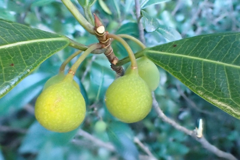 Ficus vasculosa photo 6