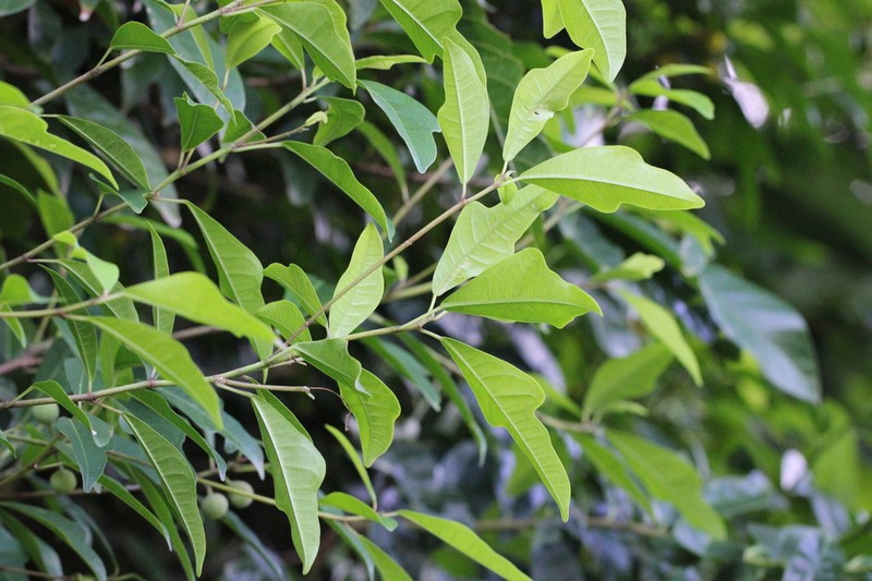 Ficus vasculosa photo 7