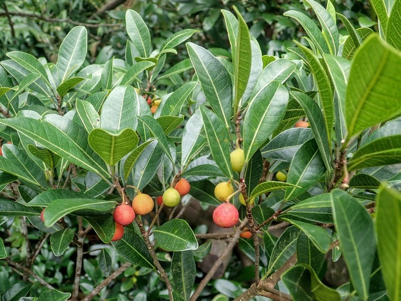 Ficus vasculosa photo 8