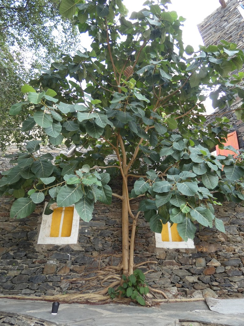 Ficus vasta photo 2