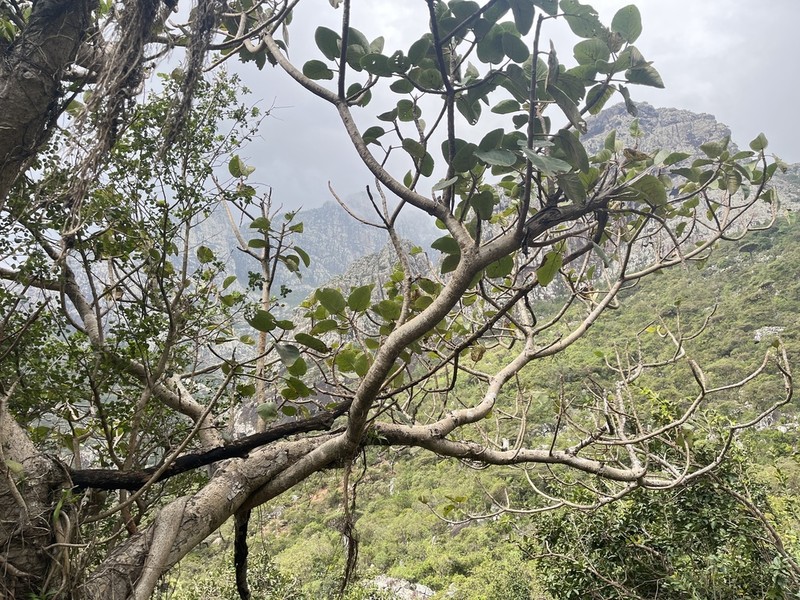 Ficus vasta photo 3