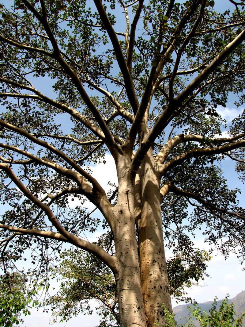 Ficus vasta photo 4