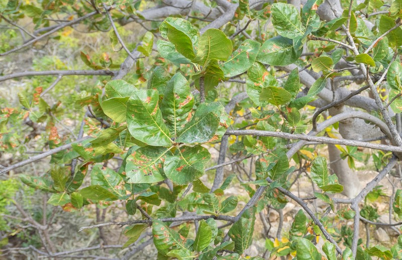 Ficus vasta photo 5