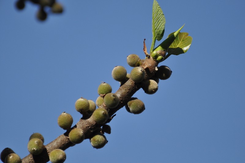 Ficus vasta photo 6
