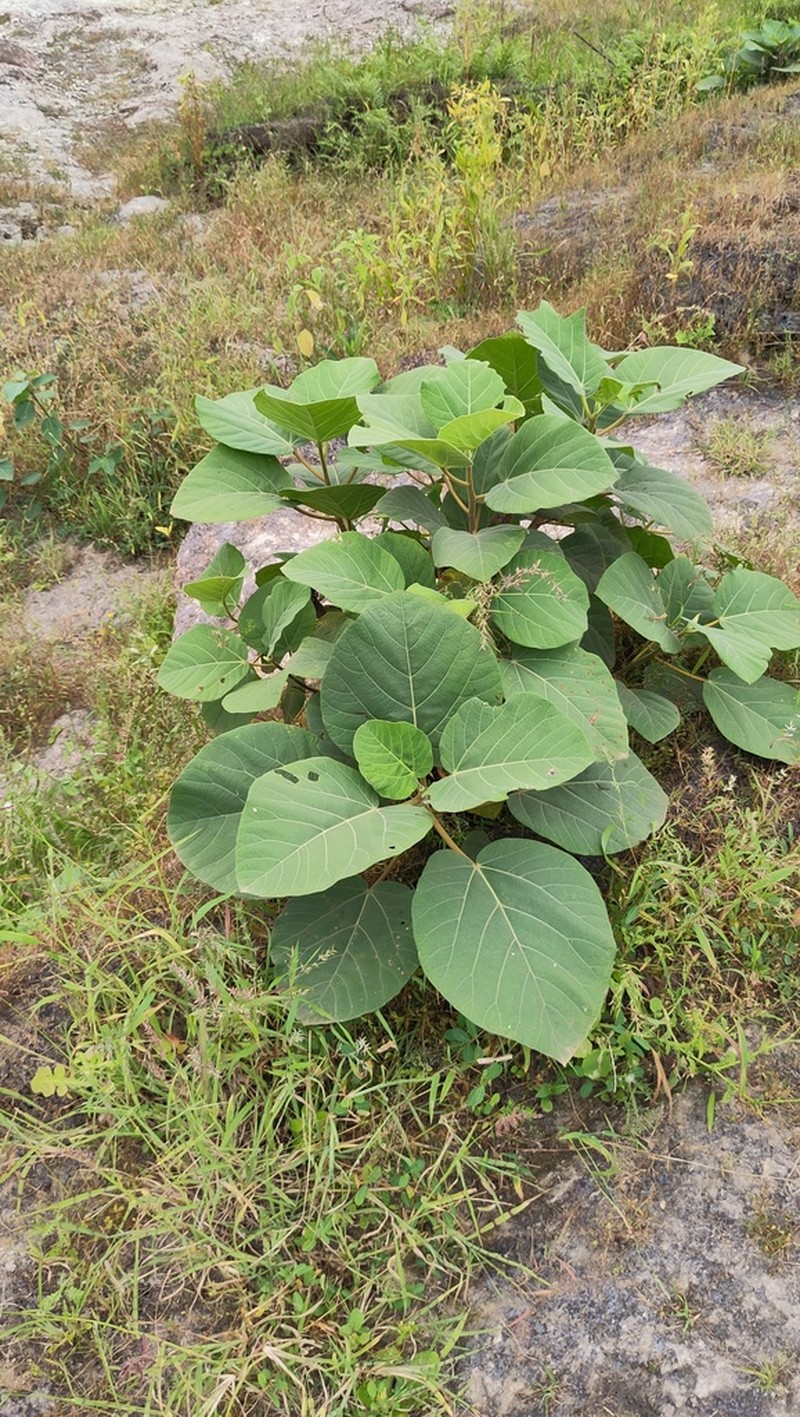 Ficus vasta photo 7