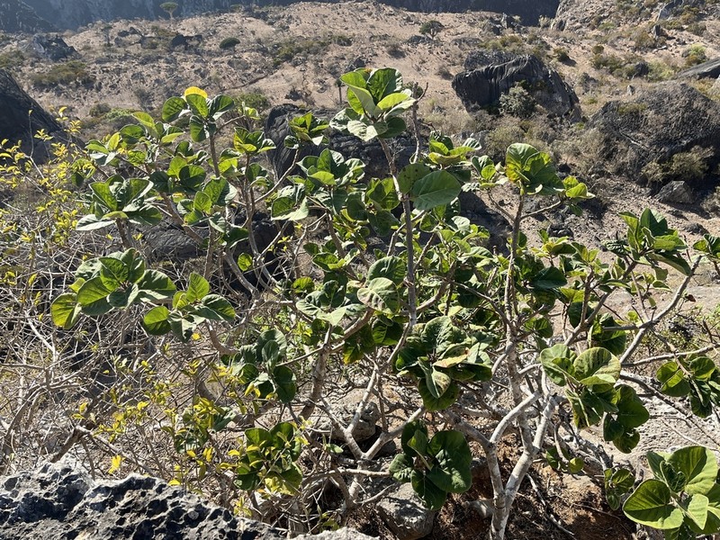 Ficus vasta photo 8