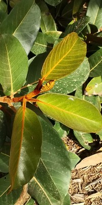 Ficus velutina